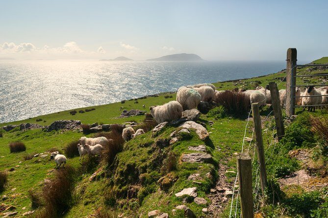 Private Tour: Dingle Peninsula from Killarney - Practical Details and What to Expect