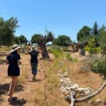 Private Tour: Discover the Secret World of Olives in Afantou - Authentic Insights from Past Visitors