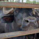 Private Tour from Sorrento/Positano to Paestum and Mozzarella tour - The Sum Up