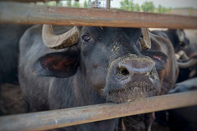 Private Tour from Sorrento/Positano to Paestum and Mozzarella tour - The Sum Up