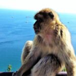 Private tour in Gibraltar & Mijas from Malaga - Why This Tour Offers Real Value