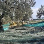 Private tour in Nafplio with Olive oil Tasting Tour in Corinth - Frequently Asked Questions