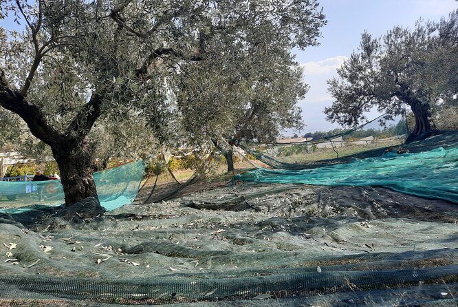 Private tour in Nafplio with Olive oil Tasting Tour in Corinth - Frequently Asked Questions