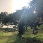 Private Tour of Fanal Park Ancient Trees - Who Should Consider This Tour?