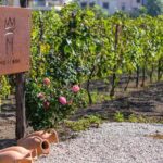 Private tour of Pompeii Ruins, Organic Wine tasting and Lunch - Detailed Review of the Tour Experience