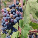 Private Tour Pompeii and Winery - The Sum Up