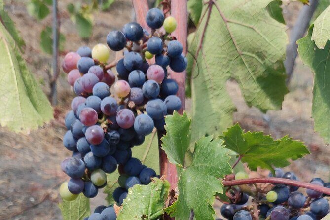 Private Tour Pompeii and Winery - The Sum Up