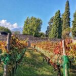 Private Tour: Pompeii & Wine Tasting at the Slopes of Mt Vesuvius - What Makes This Tour Stand Out?