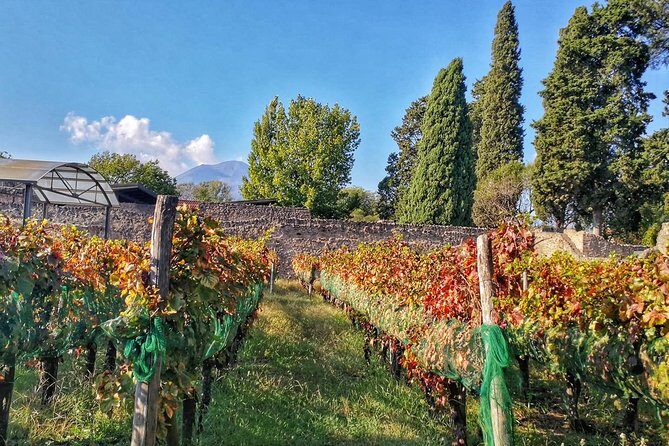 Private Tour: Pompeii & Wine Tasting at the Slopes of Mt Vesuvius - What Makes This Tour Stand Out?