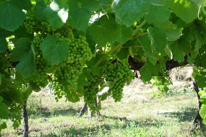 Private tour to Ponte de Lima, Vinho Verde region - Who Would Enjoy This Tour?