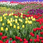 Private Tour to Tulips, Keukenhof, Windmills & Cheese Farm - Final Thoughts