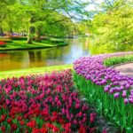 Private Tour Tulip Gardens (Keukenhof) and Dutch highlights - Who Will Love This Tour?