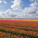 Private Transfer from Brussels to Amsterdam - The Experience in Detail