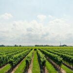 Private Transfer From Catania Airport to Noto or Vice versa - Final thoughts