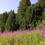 Private Trekking in Rila Mountains and Mt Mousala from Sofia - Value for Money and Additional Expenses