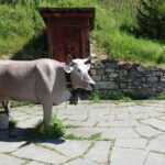 Private Trip to Heidi World Family Day from Zurich - Practical Details and Considerations