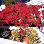 Private Unseen Authentic Santorini Half Day Shore Excursion - Authenticity and Value