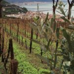 Private Vineyard Visit: Wine Tasting, Local Delicacies & Ceramics - Who Will Love This Tour?