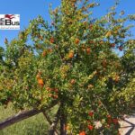 Private Vulture Wine Tour from MATERA with sommelier - The Itinerary in Detail