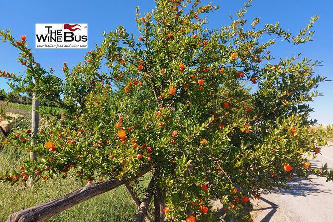 Private Vulture Wine Tour from MATERA with sommelier - The Itinerary in Detail