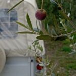 Private Walking Tour and Guided Picnics with Local Food and Wine - The Practical Side: Value, Cost, and Considerations