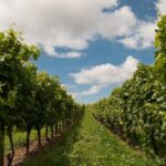 Private Walking Tour in Baden Neuweirs Vineyard - The Experience’s Strengths and Considerations