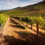 Private Wine and Local Flavors Tour from Palma de Mallorca - The Itinerary in Detail
