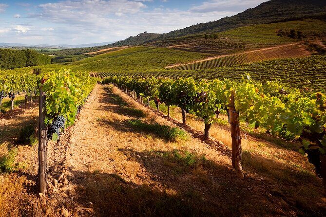 Private Wine and Local Flavors Tour from Palma de Mallorca - The Itinerary in Detail