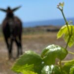 Private Wine Tour in Santorini - FAQ