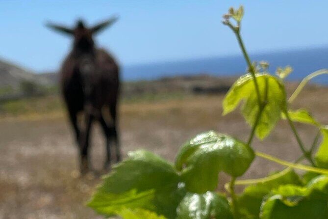 Private Wine Tour in Santorini - FAQ