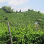 Prosecco Wine Tour (all-inclusive full day with lunch and expert wine guide) - Practical Details and Considerations