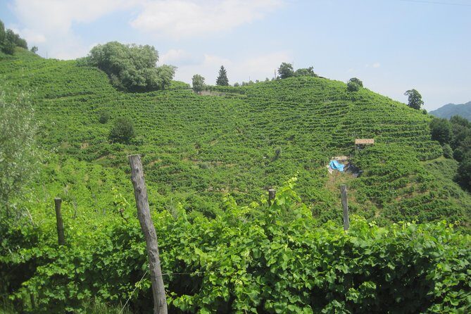 Prosecco Wine Tour (all-inclusive full day with lunch and expert wine guide) - Practical Details and Considerations