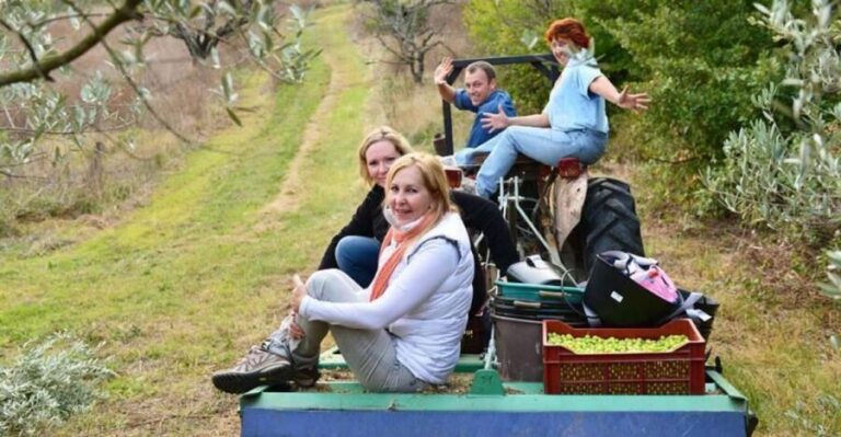 Provence Olive Harvest - Final Thoughts