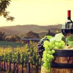 Provence Organic Wine Tasting Half Day Tour from Nice - Authentic Experiences: What Do Guests Love?