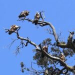 PUBLIC 5,5h Plavnik Island Half-day Boat Trip - Who Would Love This Tour?