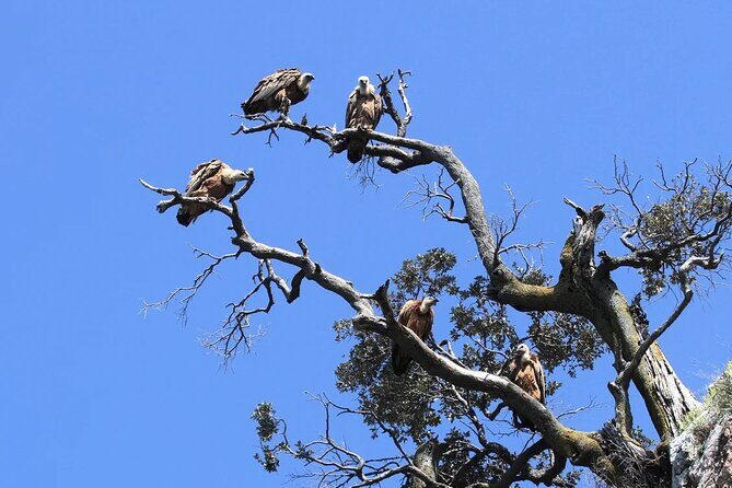 PUBLIC 5,5h Plavnik Island Half-day Boat Trip - Who Would Love This Tour?