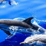 Puerto del Carmen: Dolphin-Watching Speedboat Tour with Swim - The Swim in the Atlantic