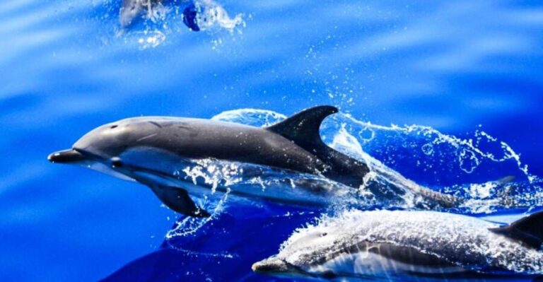 Puerto del Carmen: Dolphin-Watching Speedboat Tour with Swim - The Swim in the Atlantic