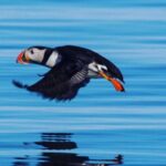 Puffin Express by RIB Speedboat from Reykjavík - Price and Value