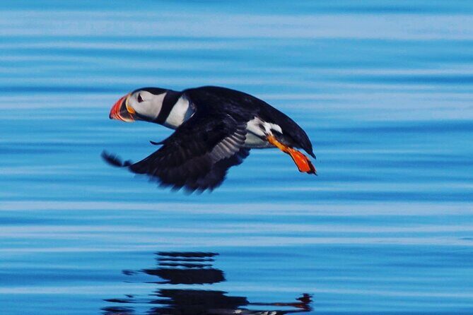 Puffin Express by RIB Speedboat from Reykjavík - Price and Value