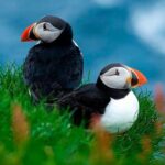 Puffin Safari Boat Tour - Price and Value