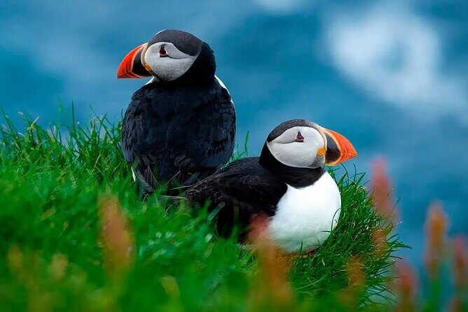 Puffin Safari Boat Tour - Price and Value