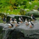 Puffin Watching Speedboat Express - Who Is This Tour Perfect For?