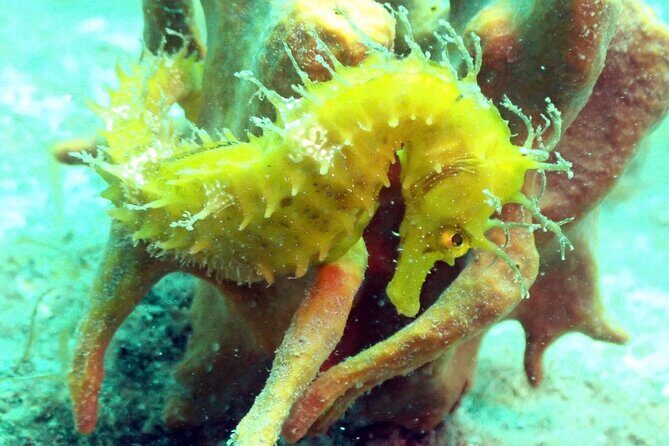 Pula Discover Scuba Diving for KIDS - Analyzing the Value: Is It Worth the Price?