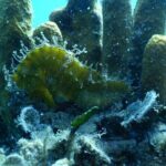 Pula PRIVATE Discover Scuba Diving - Who Will Love This Tour?