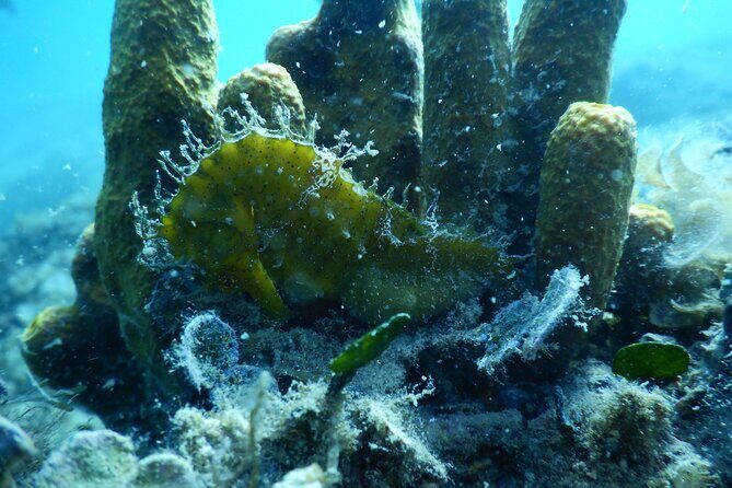 Pula PRIVATE Discover Scuba Diving - Who Will Love This Tour?