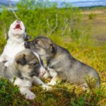 Puppy Training Experience at a Husky Farm in Tromso - What Makes This Tour Stand Out?