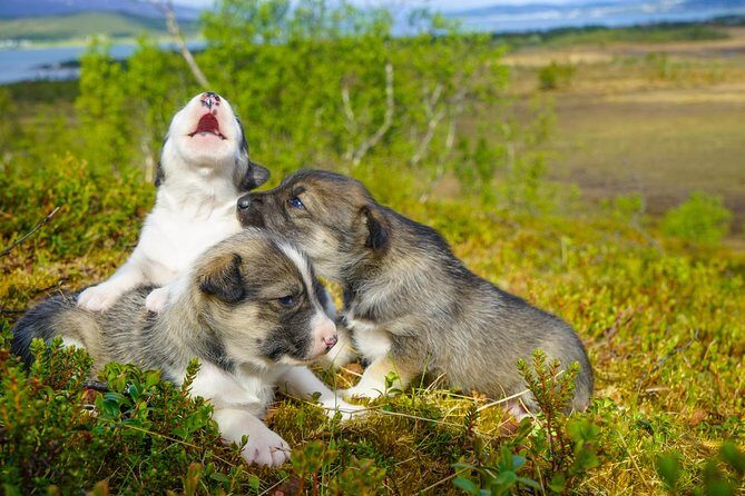 Puppy Training Experience at a Husky Farm in Tromso - What Makes This Tour Stand Out?