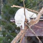 Ranua Wildlife Park Photography Tour - What Makes This Tour Stand Out?