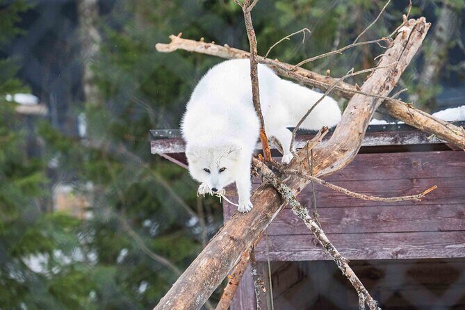 Ranua Wildlife Park Photography Tour - What Makes This Tour Stand Out?